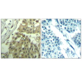 Immunohistochemistry - CDC2 (Ab-19) Antibody from Signalway Antibody (21529) - Antibodies.com