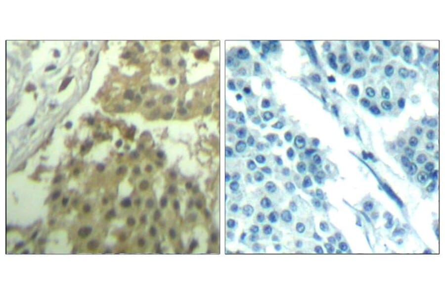 Immunohistochemistry - CDC2 (Ab-19) Antibody from Signalway Antibody (21529) - Antibodies.com