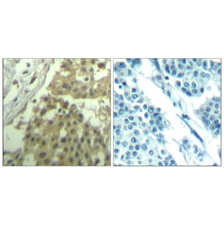 Immunohistochemistry - CDC2 (Ab-19) Antibody from Signalway Antibody (21529) - Antibodies.com