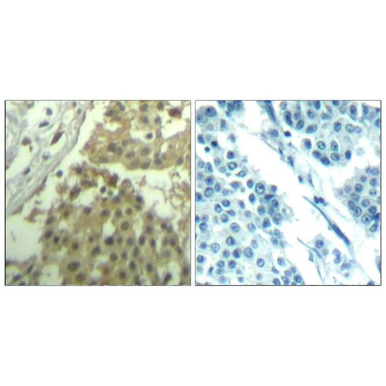 Immunohistochemistry - CDC2 (Ab-19) Antibody from Signalway Antibody (21529) - Antibodies.com