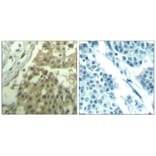 Immunohistochemistry - CDC2 (Ab-19) Antibody from Signalway Antibody (21529) - Antibodies.com