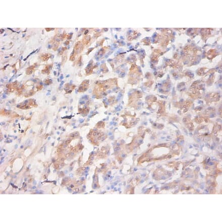 Immunohistochemistry - C-C motif chemokine 2 Monoclonal Antibody from Signalway Antibody (42032) - Antibodies.com