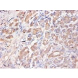 Immunohistochemistry - C-C motif chemokine 2 Monoclonal Antibody from Signalway Antibody (42032) - Antibodies.com