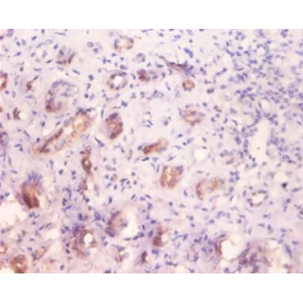 Immunohistochemistry - Alpha-galactosidase A Polyclonal Antibody from Signalway Antibody (42183) - Antibodies.com