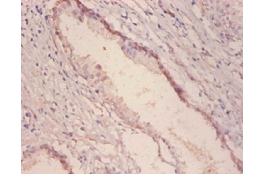 Immunohistochemistry - Alpha-galactosidase A Polyclonal Antibody from Signalway Antibody (42183) - Antibodies.com