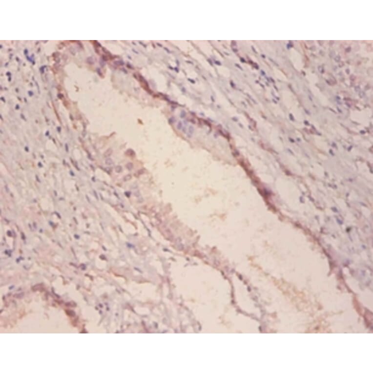 Immunohistochemistry - Alpha-galactosidase A Polyclonal Antibody from Signalway Antibody (42183) - Antibodies.com