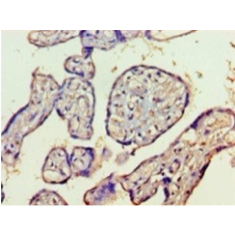 Immunohistochemistry - Histone deacetylase 8 Polyclonal Antibody from Signalway Antibody (42203) - Antibodies.com