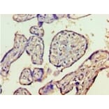 Immunohistochemistry - Histone deacetylase 8 Polyclonal Antibody from Signalway Antibody (42203) - Antibodies.com