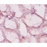 Immunohistochemistry - Histone deacetylase 4 Polyclonal Antibody from Signalway Antibody (42615) - Antibodies.com