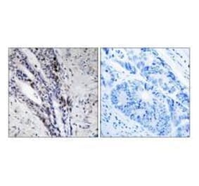 Immunohistochemistry - Histone H2A Antibody from Signalway Antibody (33265) - Antibodies.com