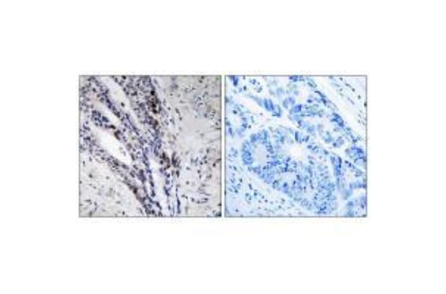 Immunohistochemistry - Histone H2A Antibody from Signalway Antibody (33265) - Antibodies.com