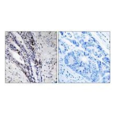 Immunohistochemistry - Histone H2A Antibody from Signalway Antibody (33265) - Antibodies.com