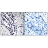 Immunohistochemistry - Histone H2A Antibody from Signalway Antibody (33265) - Antibodies.com