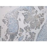 Immunohistochemistry - TSPY1/TSPY3 Antibody from Signalway Antibody (40394) - Antibodies.com