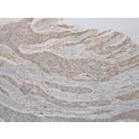 Immunohistochemistry - TSPY1/TSPY3 Antibody from Signalway Antibody (40394) - Antibodies.com