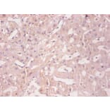 Immunohistochemistry - Ferritin light chain Monoclonal Antibody from Signalway Antibody (42045) - Antibodies.com