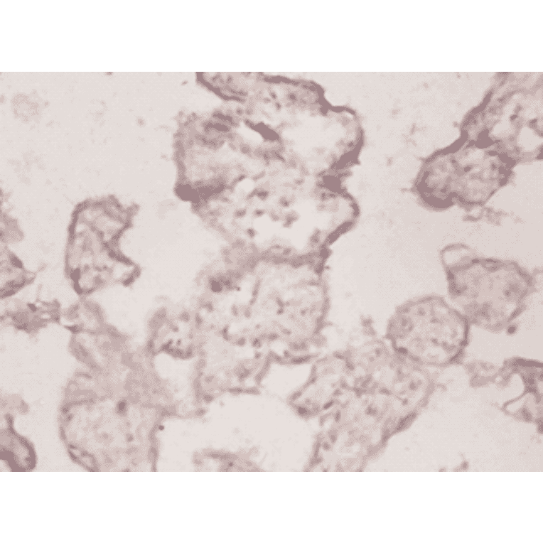 Immunohistochemistry - Toll-like receptor 7 Polyclonal Antibody from Signalway Antibody (42344) - Antibodies.com