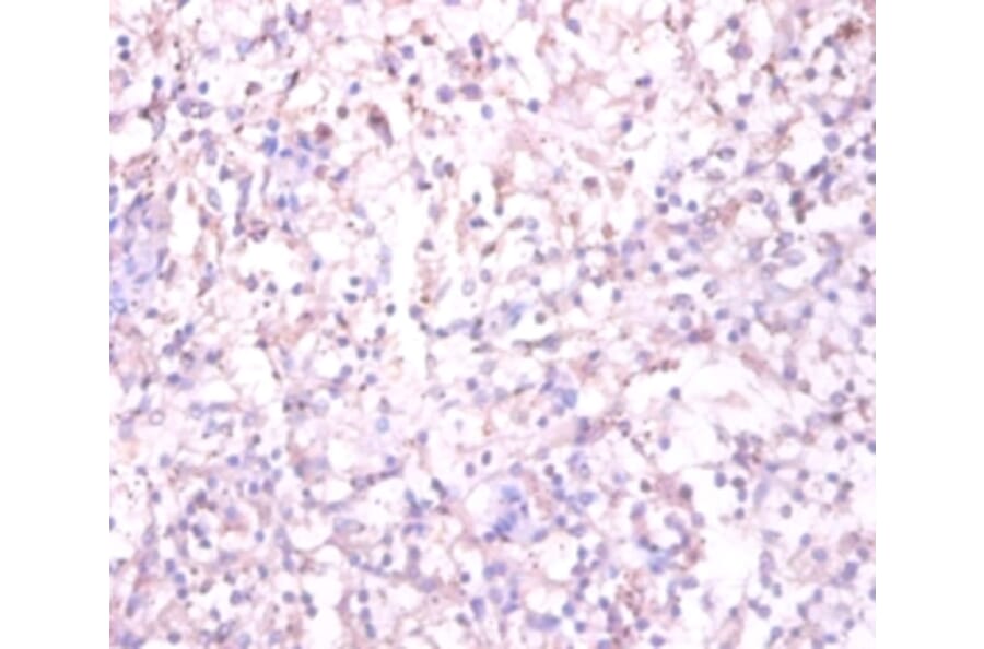 Immunohistochemistry - Substance-P receptor Polyclonal Antibody from Signalway Antibody (42508) - Antibodies.com