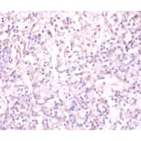 Immunohistochemistry - Substance-P receptor Polyclonal Antibody from Signalway Antibody (42508) - Antibodies.com