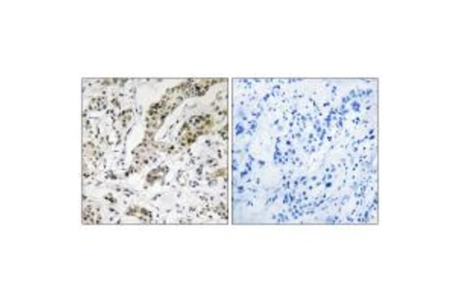 Immunohistochemistry - TCEAL3/5/6 Antibody from Signalway Antibody (35100) - Antibodies.com