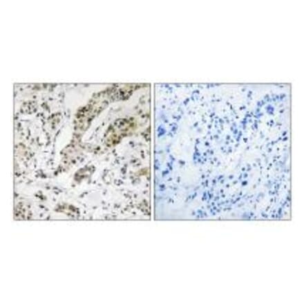 Immunohistochemistry - TCEAL3/5/6 Antibody from Signalway Antibody (35100) - Antibodies.com