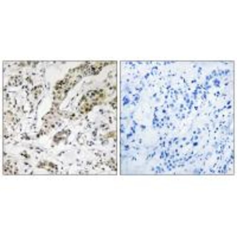 Immunohistochemistry - TCEAL3/5/6 Antibody from Signalway Antibody (35100) - Antibodies.com