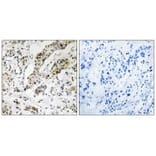 Immunohistochemistry - TCEAL3/5/6 Antibody from Signalway Antibody (35100) - Antibodies.com