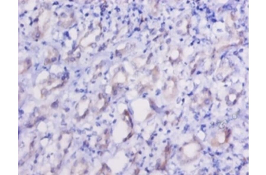 Immunohistochemistry - Elongation factor 2 Polyclonal Antibody from Signalway Antibody (42156) - Antibodies.com