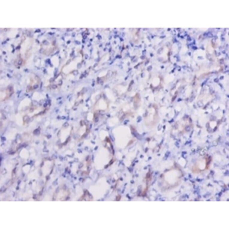 Immunohistochemistry - Elongation factor 2 Polyclonal Antibody from Signalway Antibody (42156) - Antibodies.com