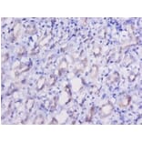 Immunohistochemistry - Elongation factor 2 Polyclonal Antibody from Signalway Antibody (42156) - Antibodies.com