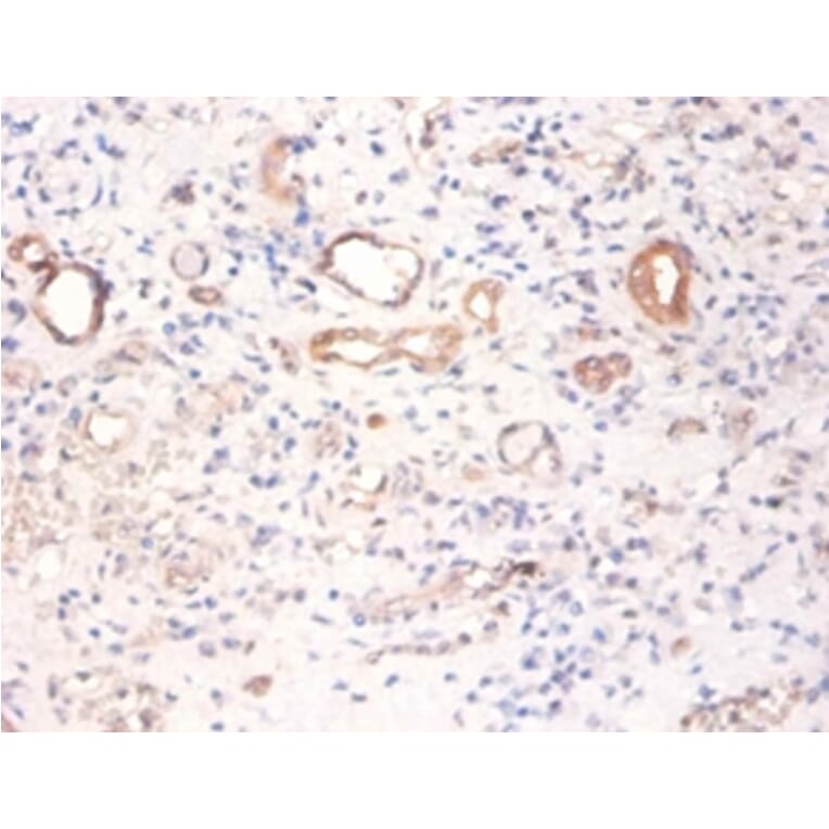 Immunohistochemistry - Pyruvate kinase PKM Polyclonal Antibody from Signalway Antibody (42380) - Antibodies.com