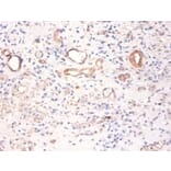 Immunohistochemistry - Pyruvate kinase PKM Polyclonal Antibody from Signalway Antibody (42380) - Antibodies.com