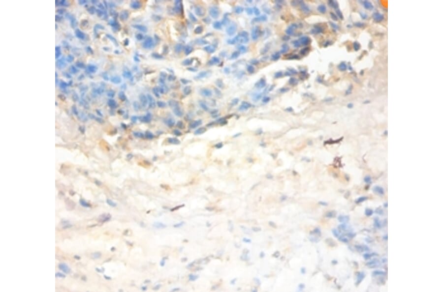 Immunohistochemistry - Antileukoproteinase Polyclonal Antibody from Signalway Antibody (42477) - Antibodies.com