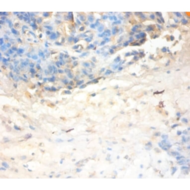 Immunohistochemistry - Antileukoproteinase Polyclonal Antibody from Signalway Antibody (42477) - Antibodies.com
