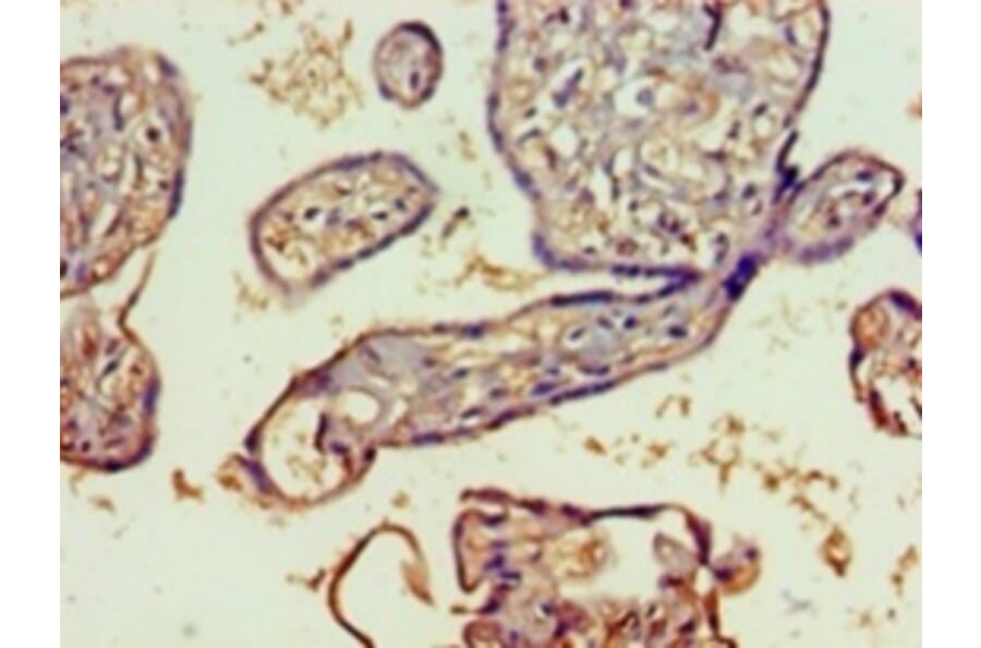 Immunohistochemistry - SPATS2-like protein Polyclonal Antibody from Signalway Antibody (42681) - Antibodies.com