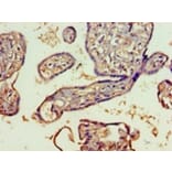 Immunohistochemistry - SPATS2-like protein Polyclonal Antibody from Signalway Antibody (42681) - Antibodies.com