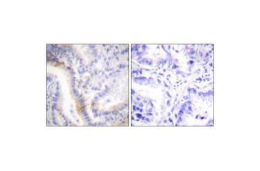 Immunohistochemistry - Urocortin Antibody from Signalway Antibody (33538) - Antibodies.com
