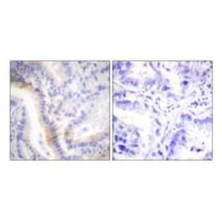 Immunohistochemistry - Urocortin Antibody from Signalway Antibody (33538) - Antibodies.com