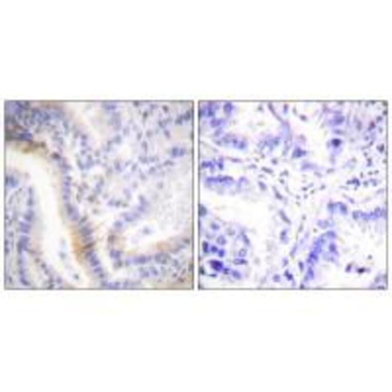 Immunohistochemistry - Urocortin Antibody from Signalway Antibody (33538) - Antibodies.com