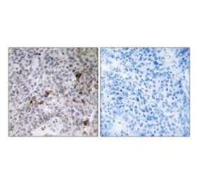 Immunohistochemistry - RAB11FIP3 Antibody from Signalway Antibody (34950) - Antibodies.com