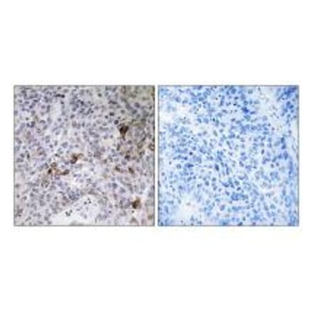 Immunohistochemistry - RAB11FIP3 Antibody from Signalway Antibody (34950) - Antibodies.com