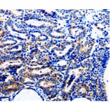 Immunohistochemistry - NFKB1p105 Antibody from Signalway Antibody (35587) - Antibodies.com