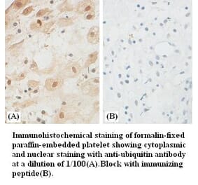 ubiquitin Antibody from Signalway Antibody (39382) - Antibodies.com