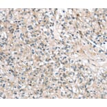 Immunohistochemistry - TMPRSS11B Antibody from Signalway Antibody (40162) - Antibodies.com