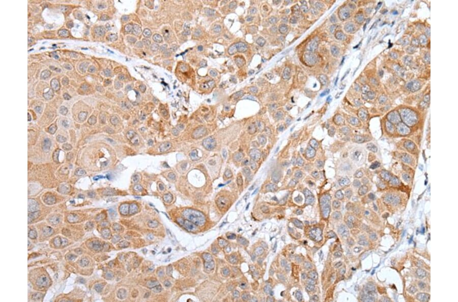 TNFRSF10A Antibody from Signalway Antibody (43656) - Antibodies.com