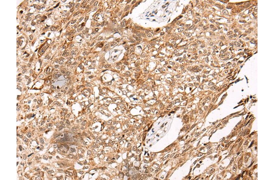 C14orf169 Antibody from Signalway Antibody (43867) - Antibodies.com