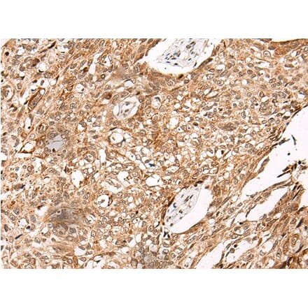 C14orf169 Antibody from Signalway Antibody (43867) - Antibodies.com