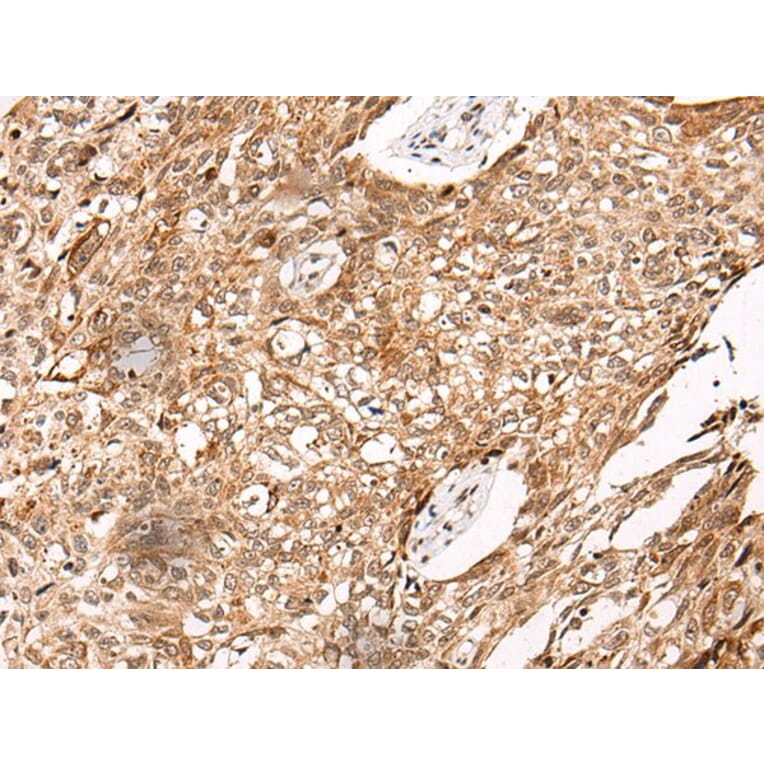 C14orf169 Antibody from Signalway Antibody (43867) - Antibodies.com