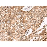 C14orf169 Antibody from Signalway Antibody (43867) - Antibodies.com