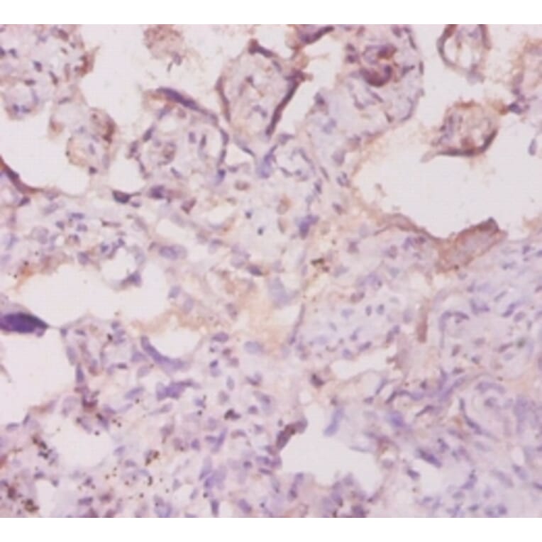 Immunohistochemistry - human Protein AMBP Polyclonal Antibody from Signalway Antibody (42062) - Antibodies.com